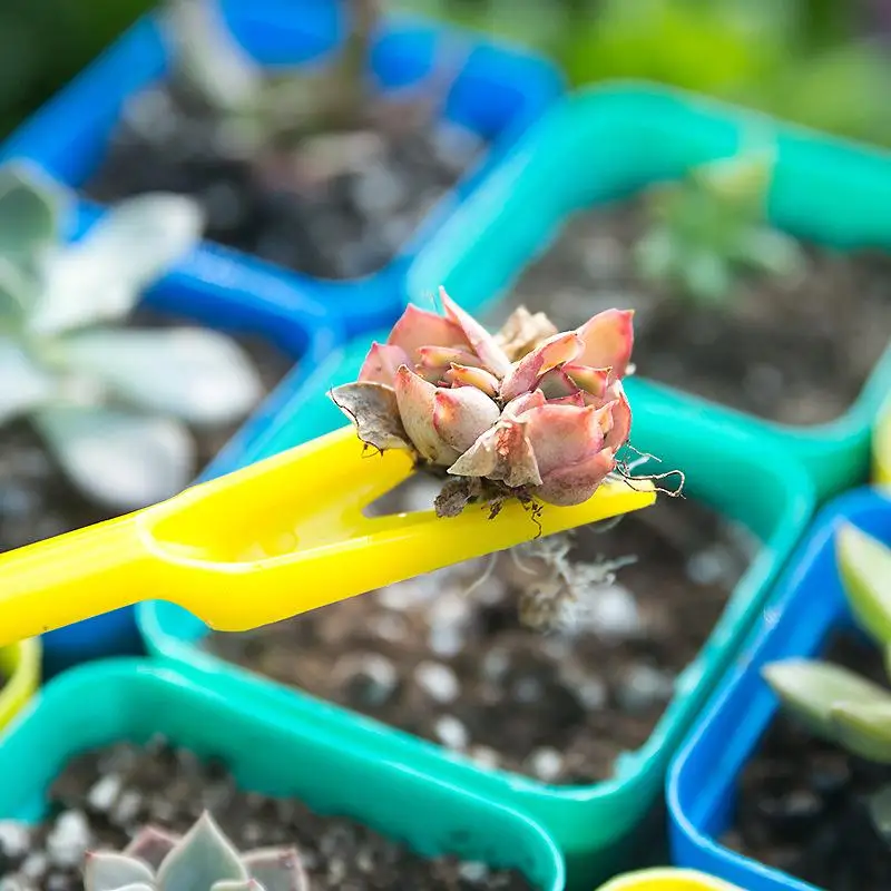 1/10 sztuk siew sukulenty prze – Succulent Set recenzja i cena