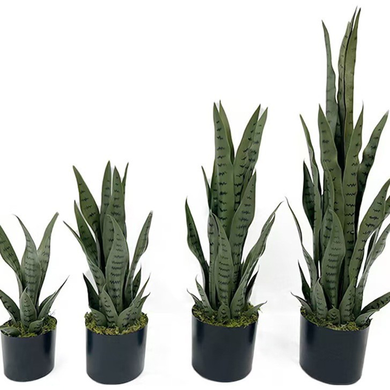 Sztuczna Sansewieria (Wężowa)  – Snake Plant recenzja i cena