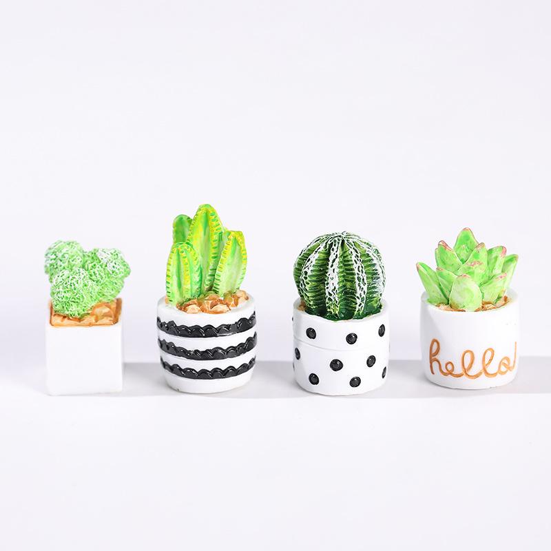 4-częściowy zestaw sukulentów  – Succulent Set recenzja i cena