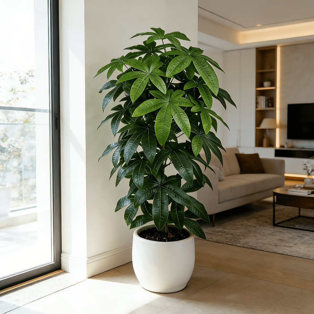Sztuczna drzewka szczęścia Pac – Snake Plant recenzja i cena